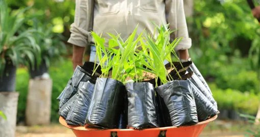 Tabasco lanza ambiciosa jornada de reforestación para recuperar su cubierta vegetal
